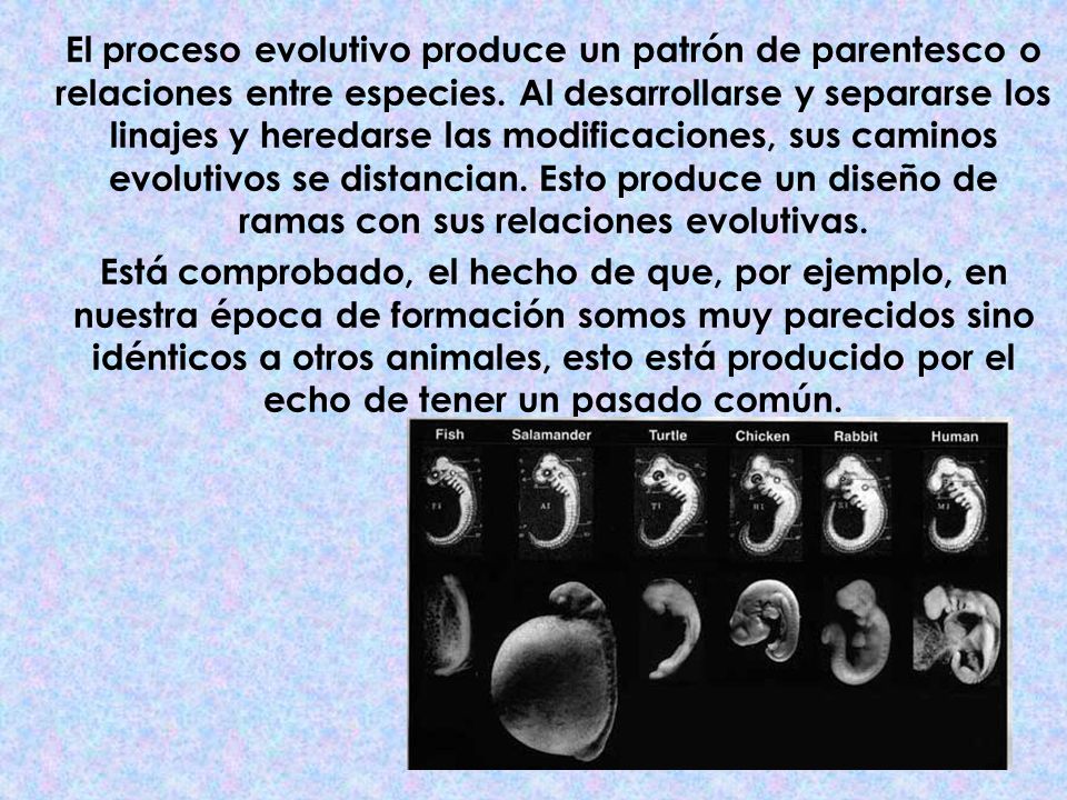 El proceso evolutivo produce un patrón de parentesco o relaciones entre especies. Al desarrollarse y separarse los linajes y heredarse las modificaciones, sus caminos evolutivos se distancian. Esto produce un diseño de ramas con sus relaciones evolutivas.