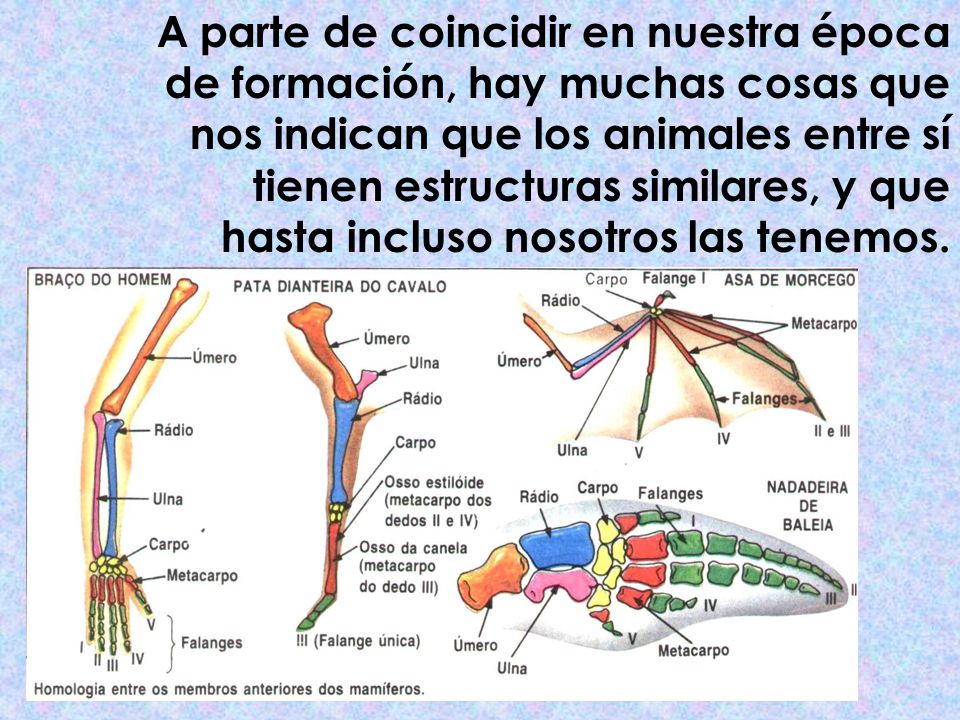 A parte de coincidir en nuestra época de formación, hay muchas cosas que nos indican que los animales entre sí tienen estructuras similares, y que hasta incluso nosotros las tenemos.