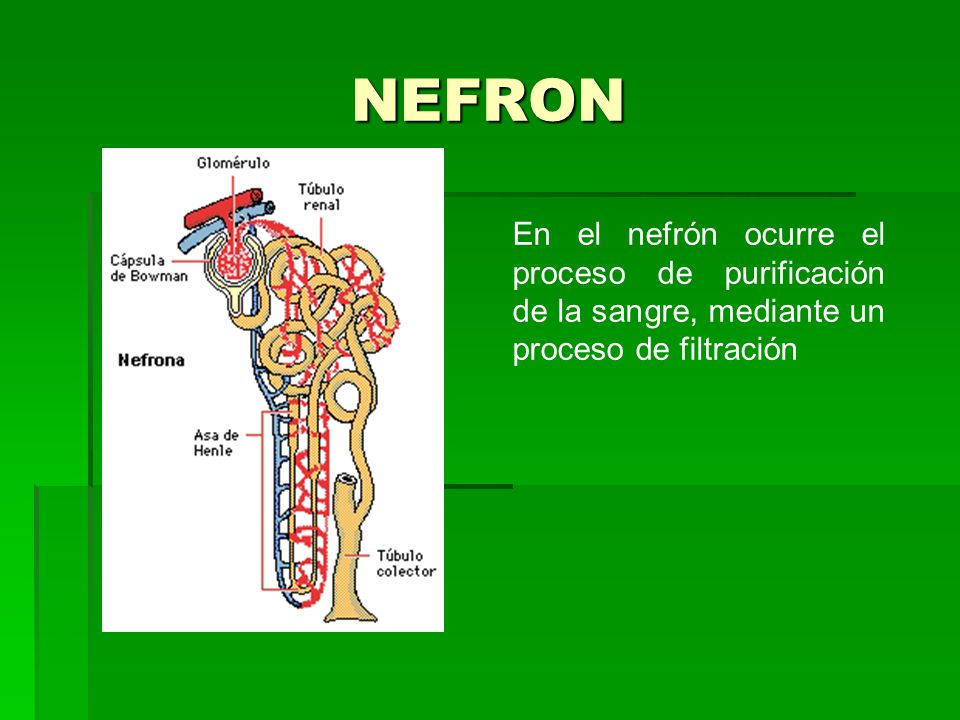 NEFRON En el nefrón ocurre el proceso de purificación de la sangre, mediante un proceso de filtración.