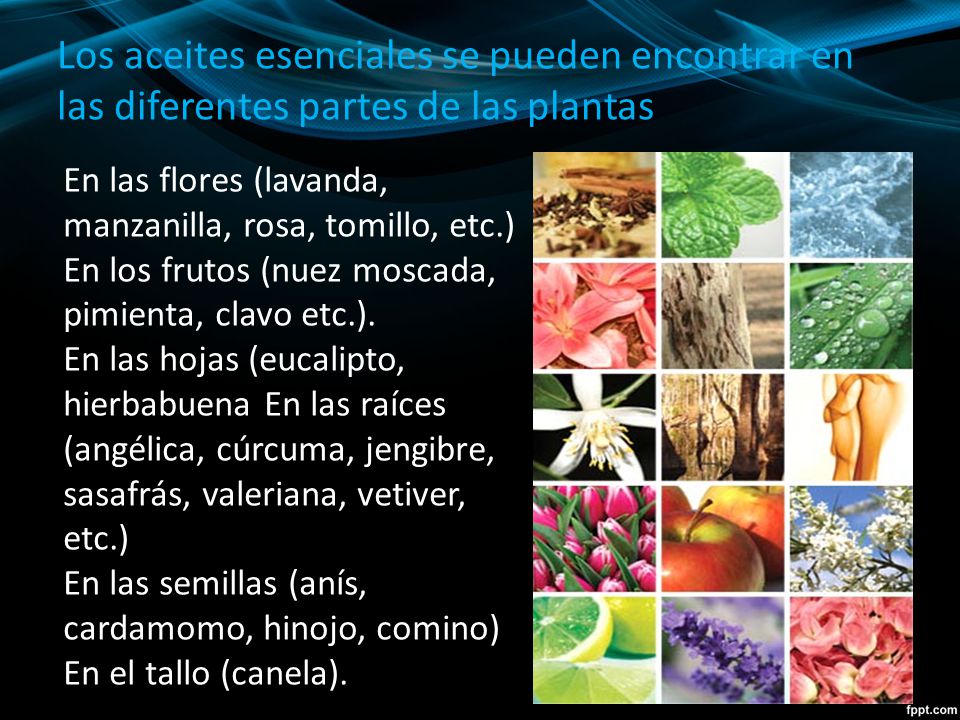 Los aceites esenciales se pueden encontrar en las diferentes partes de las plantas