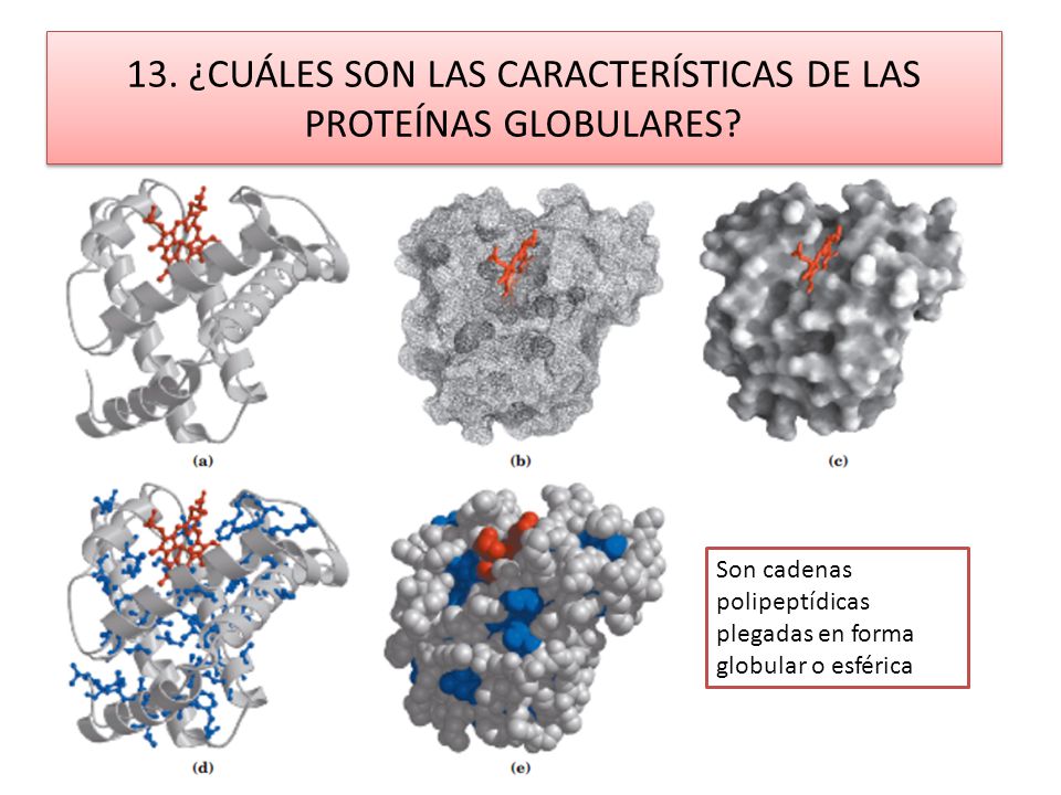 13. ¿CUÁLES SON LAS CARACTERÍSTICAS DE LAS PROTEÍNAS GLOBULARES