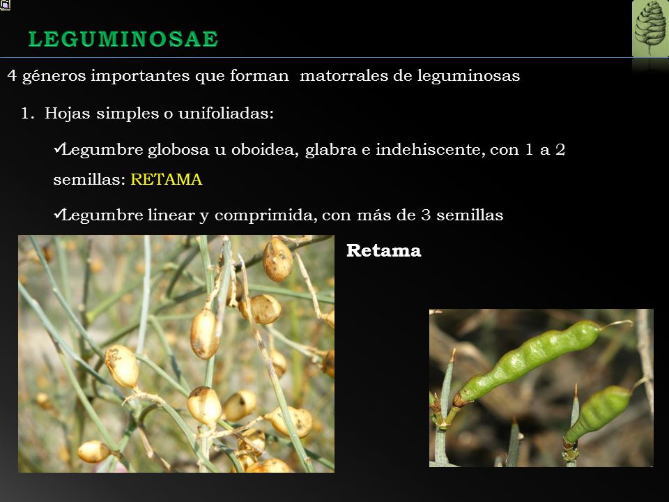 LEGUMINOSAE 4 géneros importantes que forman matorrales de leguminosas. Hojas simples o unifoliadas: