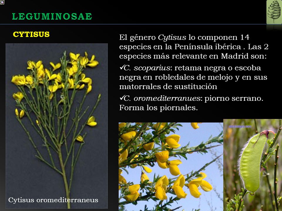 LEGUMINOSAE CYTISUS. El género Cytisus lo componen 14 especies en la Península ibérica . Las 2 especies más relevante en Madrid son: