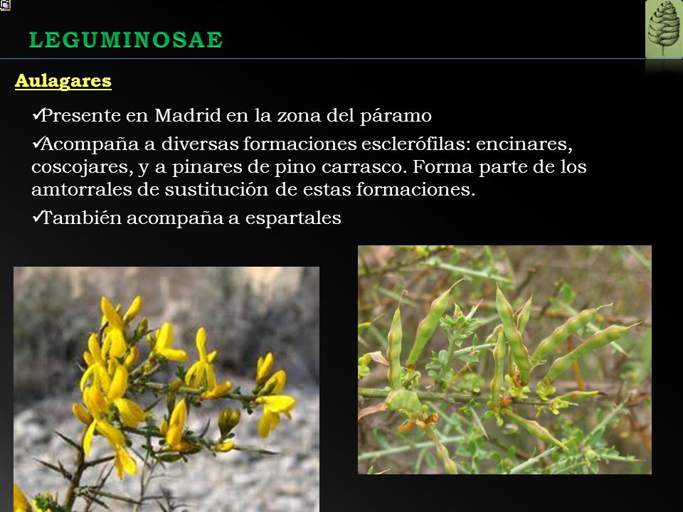 LEGUMINOSAE Aulagares Presente en Madrid en la zona del páramo