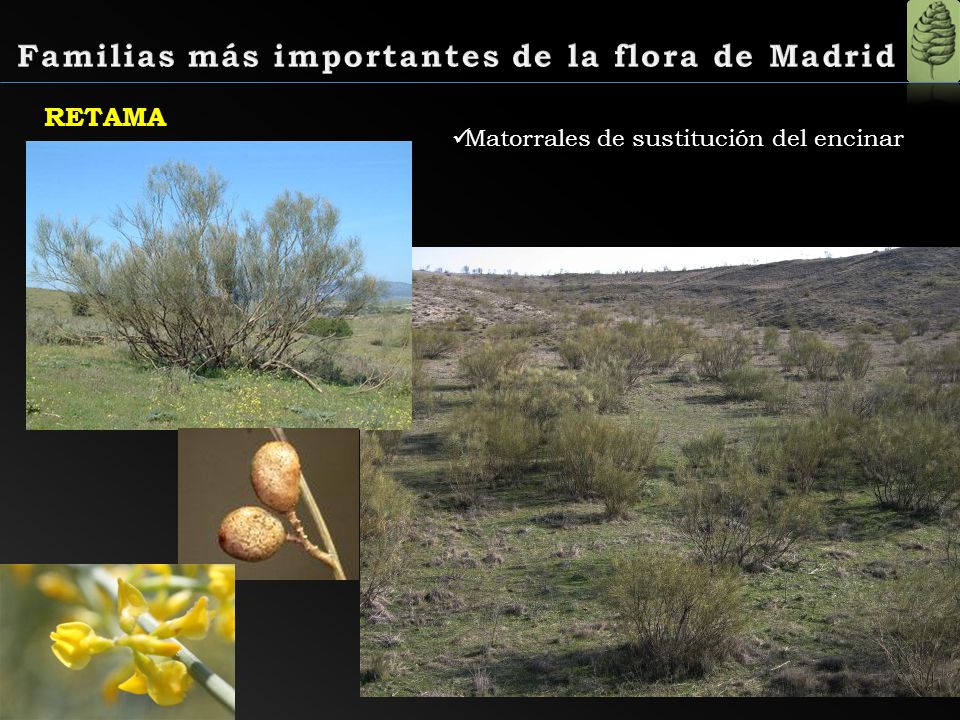 Familias más importantes de la flora de Madrid