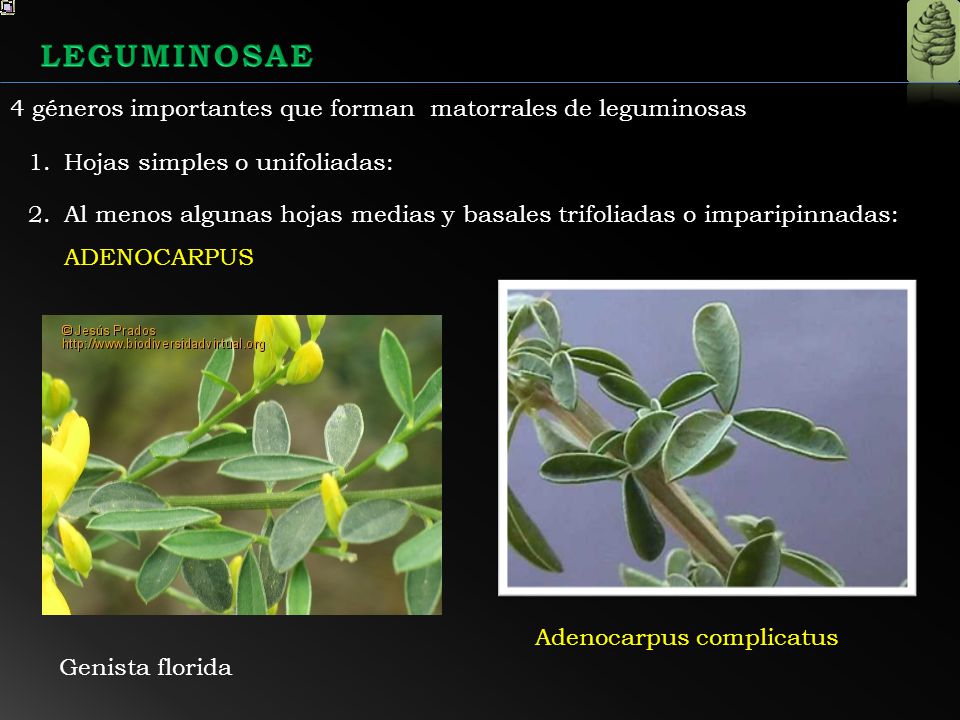 LEGUMINOSAE 4 géneros importantes que forman matorrales de leguminosas