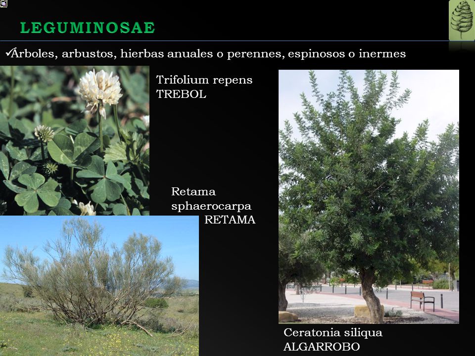 LEGUMINOSAE Árboles, arbustos, hierbas anuales o perennes, espinosos o inermes. Trifolium repens. TREBOL.