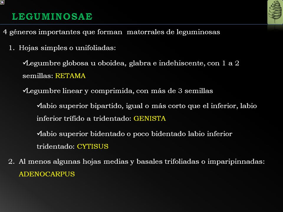 LEGUMINOSAE 4 géneros importantes que forman matorrales de leguminosas
