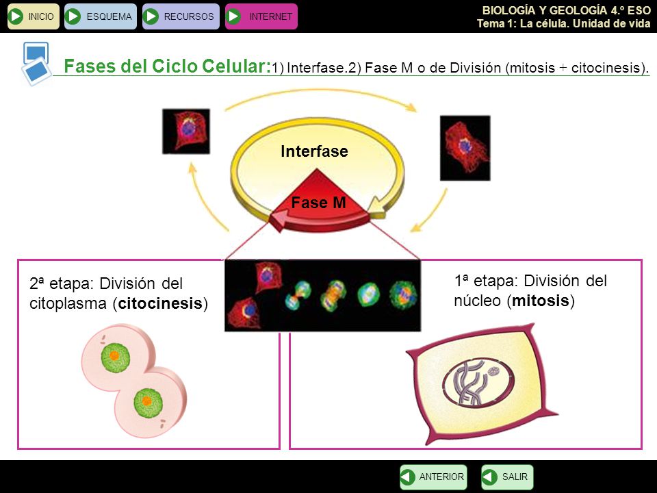 INICIO ESQUEMA. RECURSOS. INTERNET. Fases del Ciclo Celular:1) Interfase.2) Fase M o de División (mitosis + citocinesis).