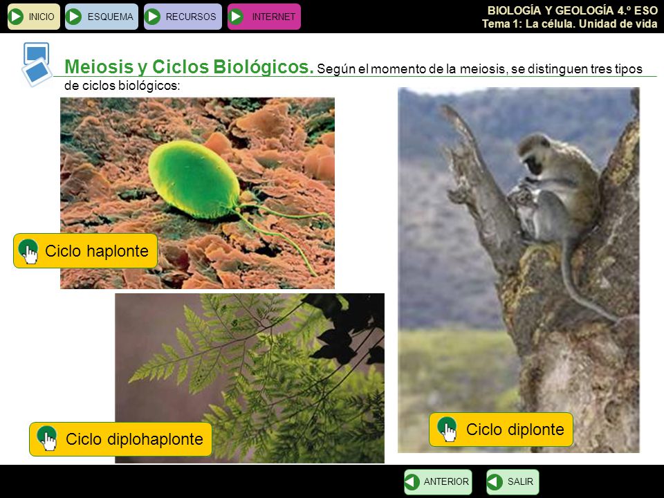 INICIO ESQUEMA. RECURSOS. INTERNET. Meiosis y Ciclos Biológicos. Según el momento de la meiosis, se distinguen tres tipos de ciclos biológicos:
