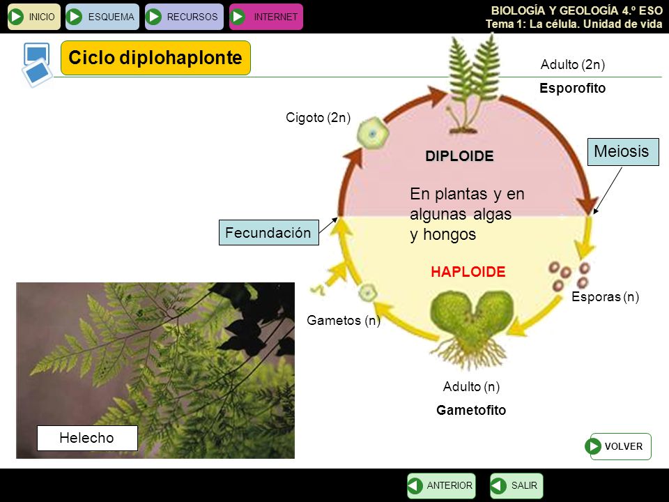 Ciclo diplohaplonte Meiosis En plantas y en algunas algas y hongos