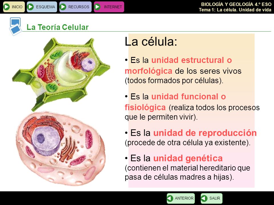 INICIO ESQUEMA. RECURSOS. INTERNET. La Teoría Celular. La célula: