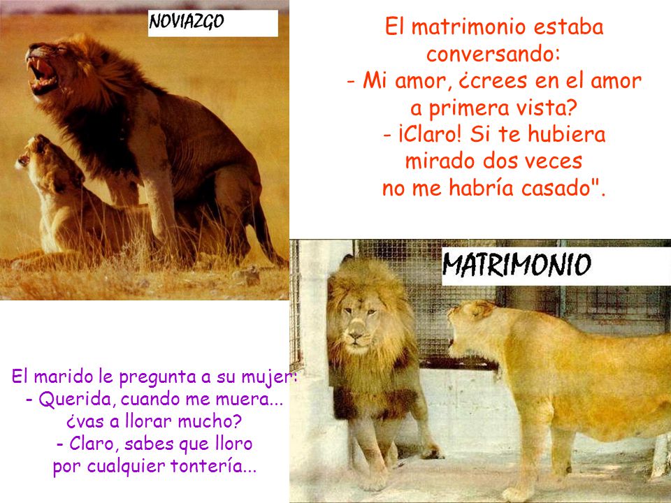 El matrimonio estaba conversando: - Mi amor, ¿crees en el amor a primera vista - ¡Claro! Si te hubiera mirado dos veces no me habría casado .