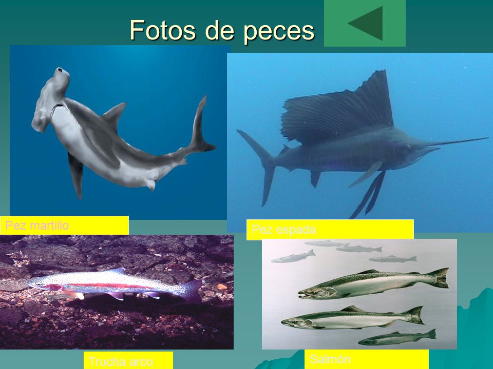 Fotos de peces Pez martillo Pez espada Trucha arco iris Salmón