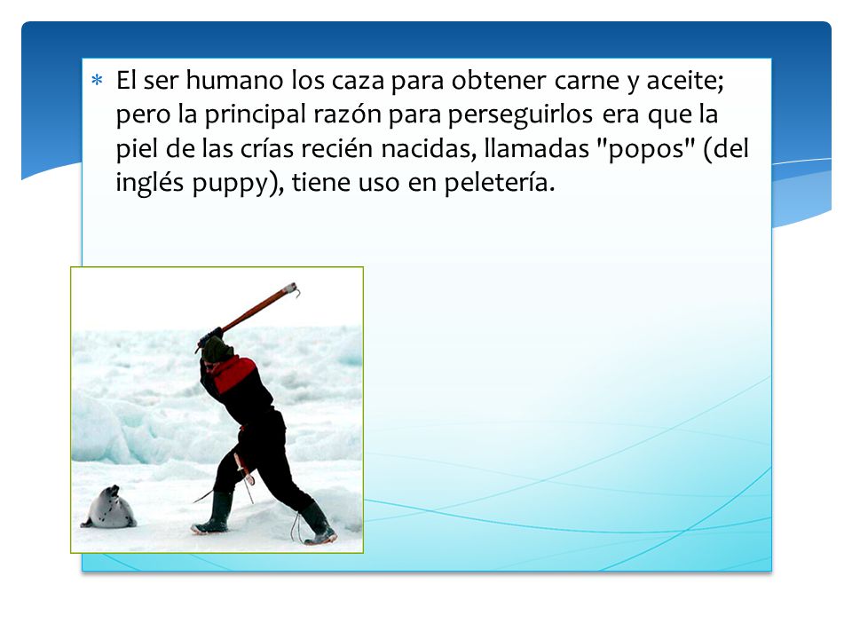 El ser humano los caza para obtener carne y aceite; pero la principal razón para perseguirlos era que la piel de las crías recién nacidas, llamadas popos (del inglés puppy), tiene uso en peletería.