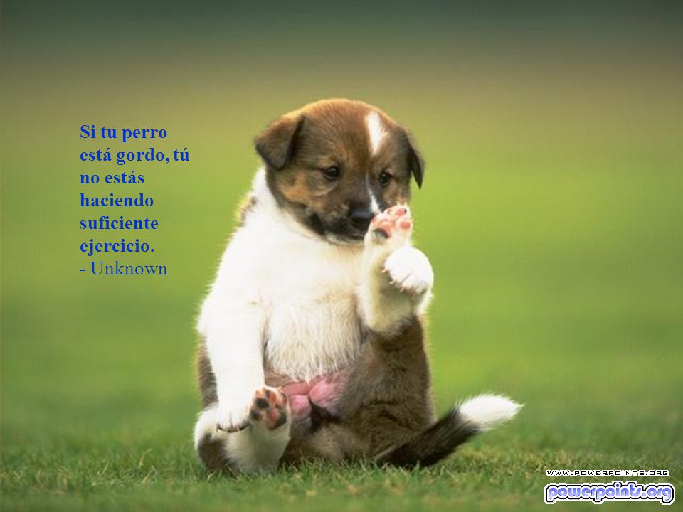 Si tu perro está gordo, tú no estás haciendo suficiente ejercicio.