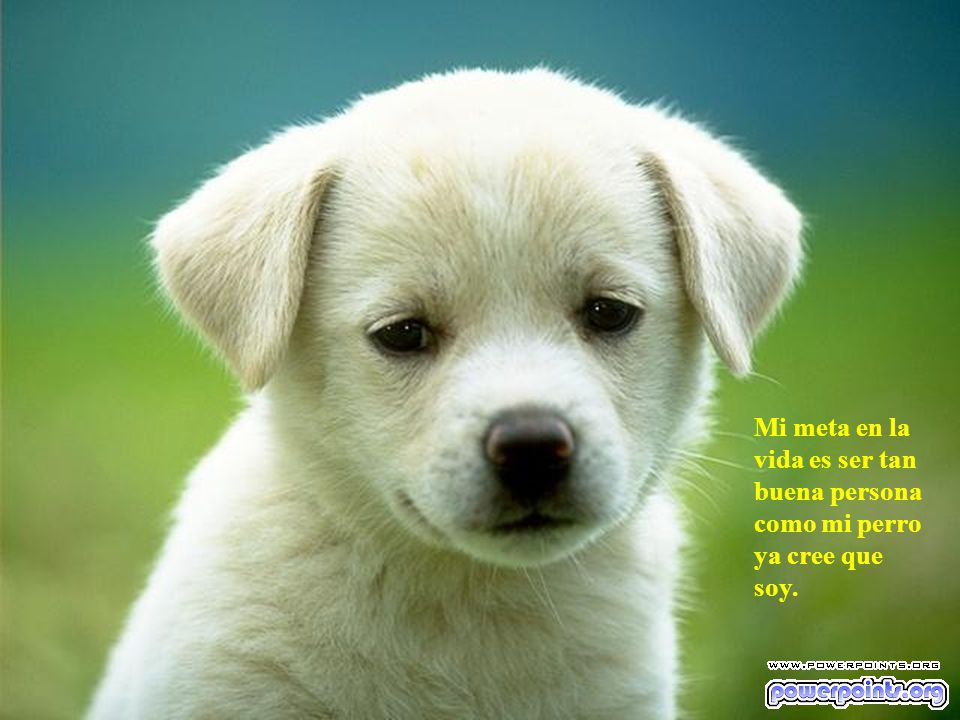 Mi meta en la vida es ser tan buena persona como mi perro ya cree que soy.