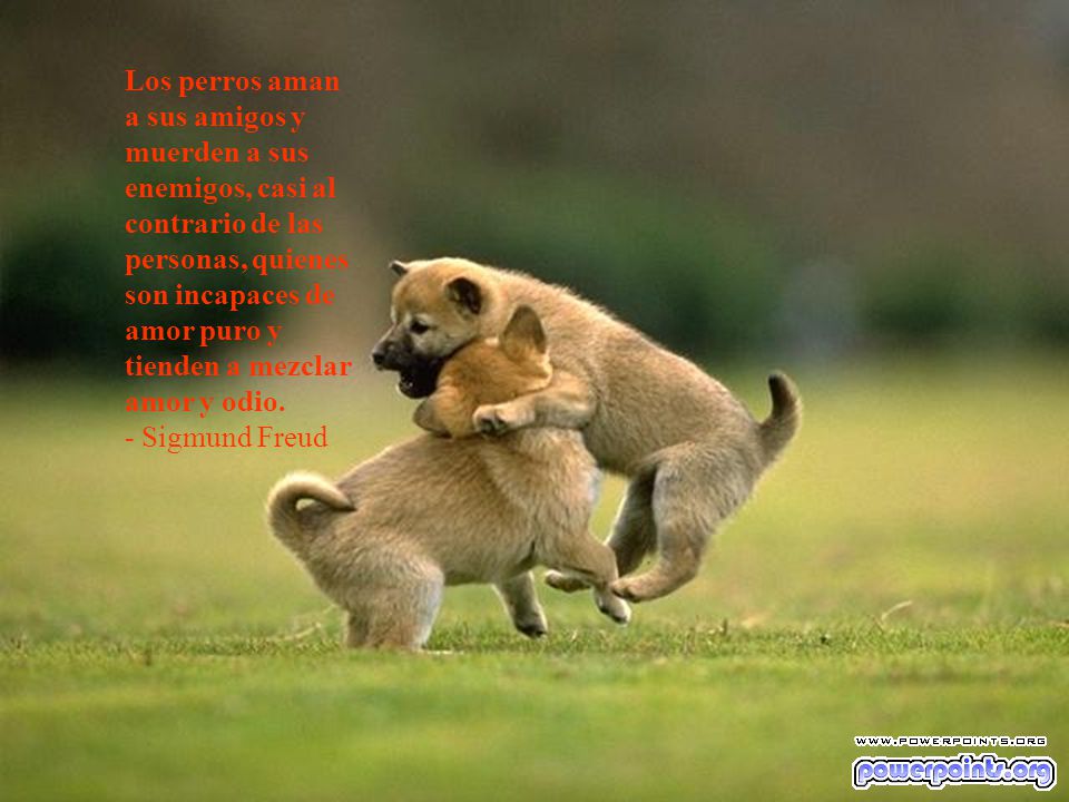 Los perros aman a sus amigos y muerden a sus enemigos, casi al contrario de las personas, quienes son incapaces de amor puro y tienden a mezclar amor y odio.