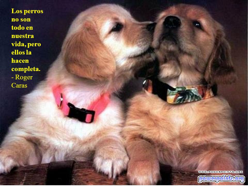 Los perros no son todo en nuestra vida, pero ellos la hacen completa.