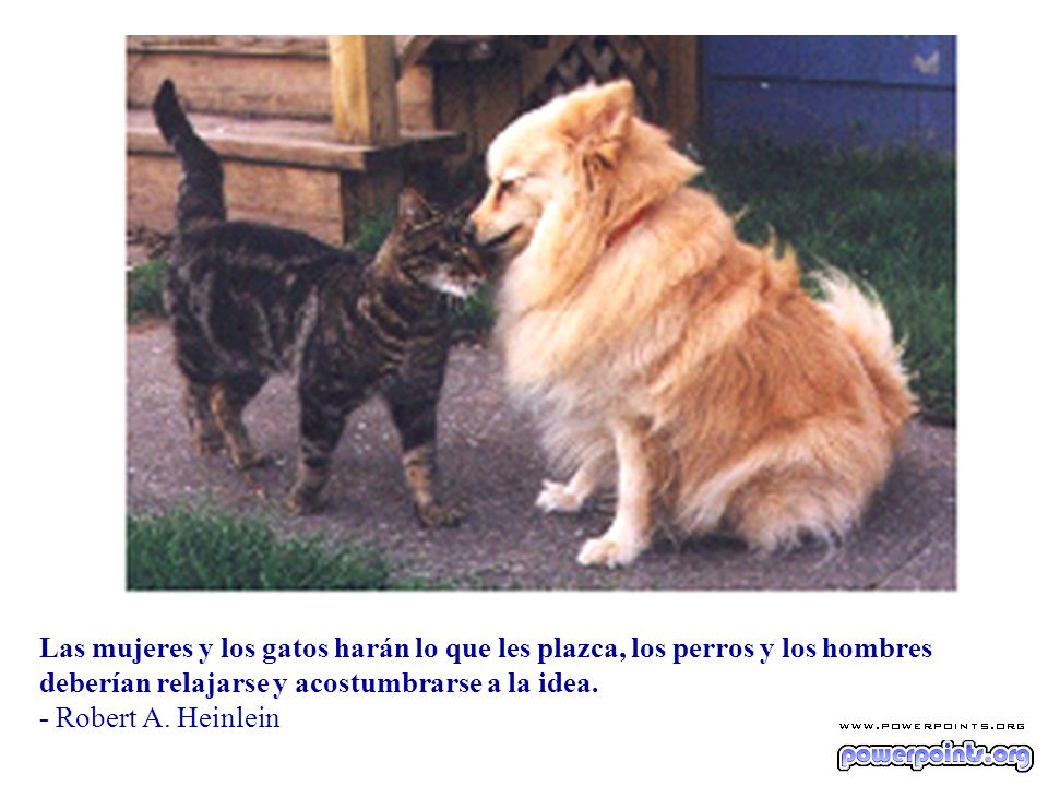Las mujeres y los gatos harán lo que les plazca, los perros y los hombres deberían relajarse y acostumbrarse a la idea.