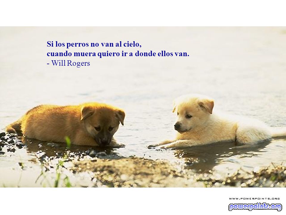 Si los perros no van al cielo, cuando muera quiero ir a donde ellos van.