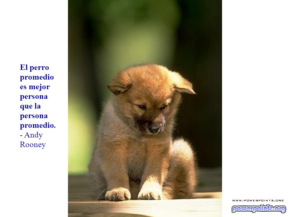 你默默的回首 El perro promedio es mejor persona que la persona promedio.