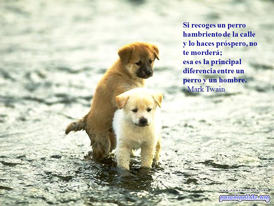 Si recoges un perro hambriento de la calle y lo haces próspero, no te morderá;