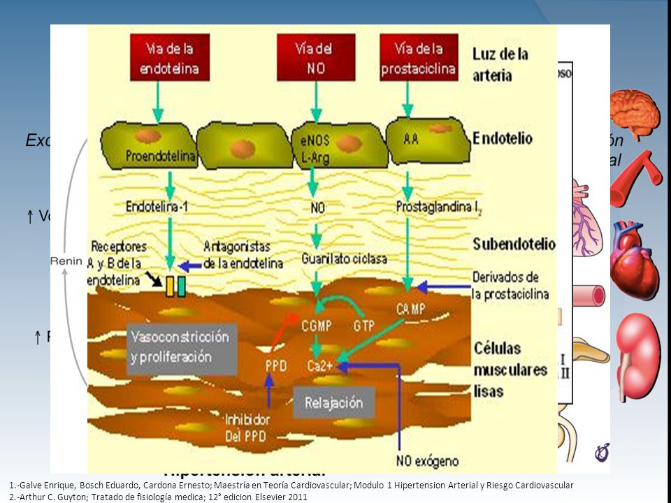 1.-Galve Enrique, Bosch Eduardo, Cardona Ernesto; Maestría en Teoría Cardiovascular; Modulo 1 Hipertension Arterial y Riesgo Cardiovascular