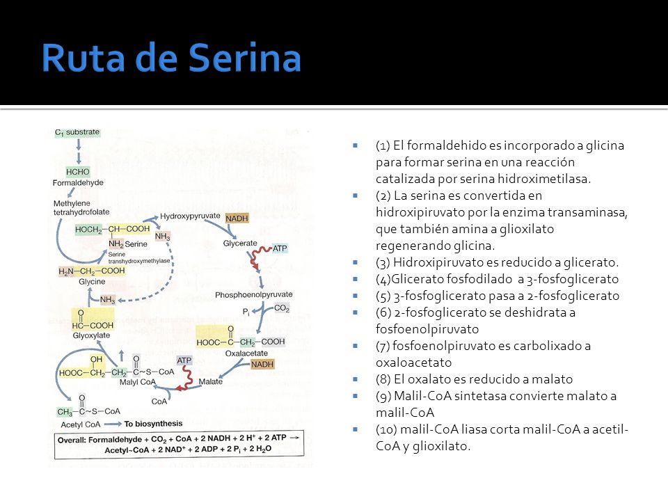 Ruta de Serina (1) El formaldehido es incorporado a glicina para formar serina en una reacción catalizada por serina hidroximetilasa.