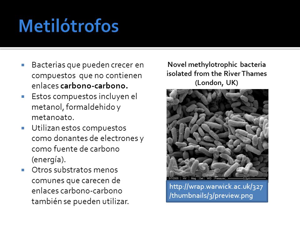 Metilótrofos Bacterias que pueden crecer en compuestos que no contienen enlaces carbono-carbono.