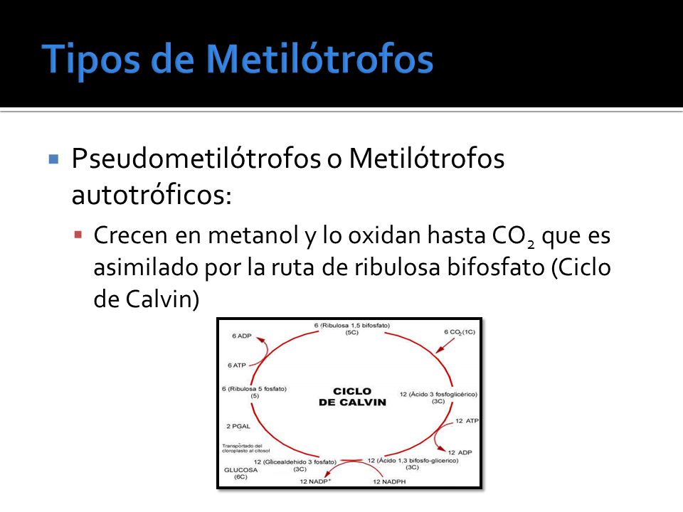 Tipos de Metilótrofos Pseudometilótrofos o Metilótrofos autotróficos: