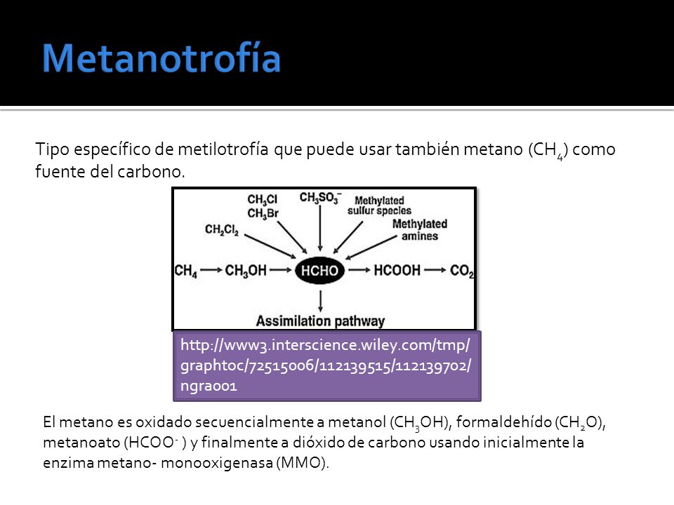 Metanotrofía Tipo específico de metilotrofía que puede usar también metano (CH4) como fuente del carbono.