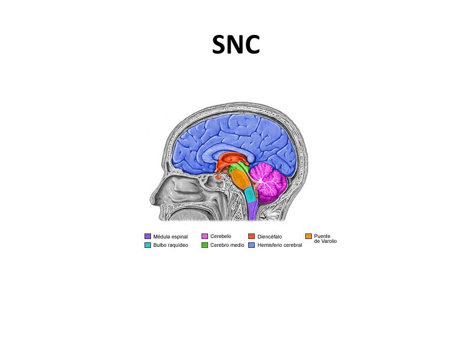 SNC