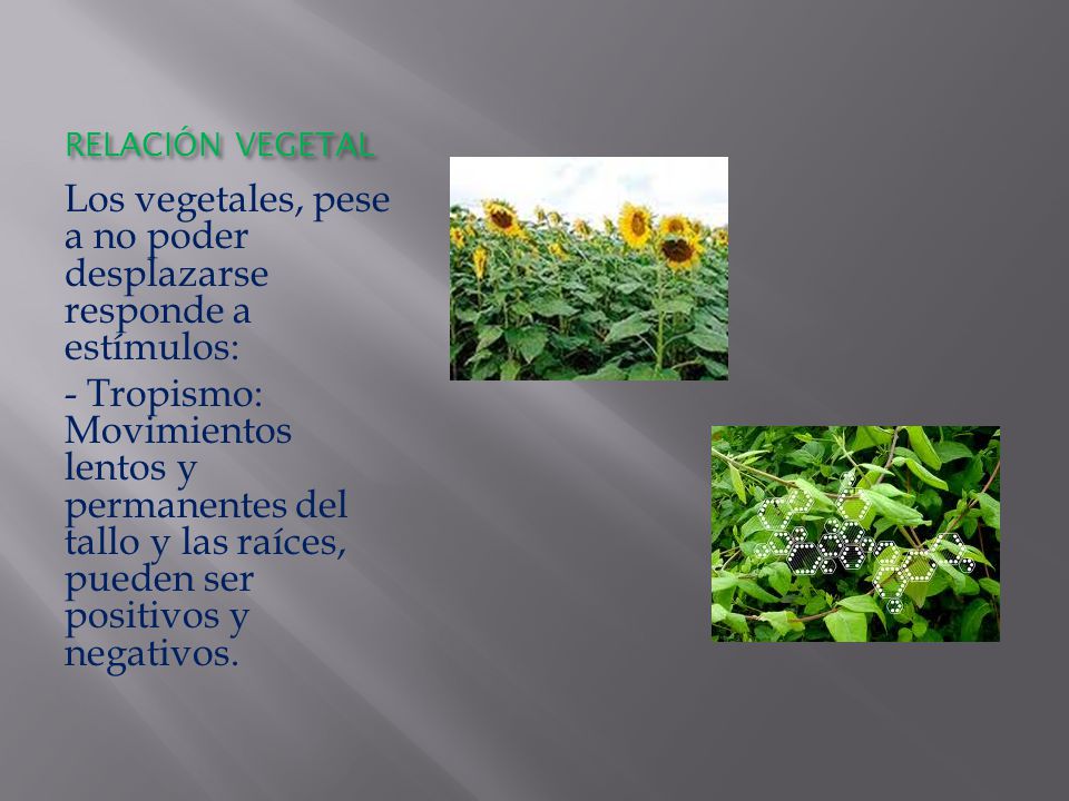 Los vegetales, pese a no poder desplazarse responde a estímulos: