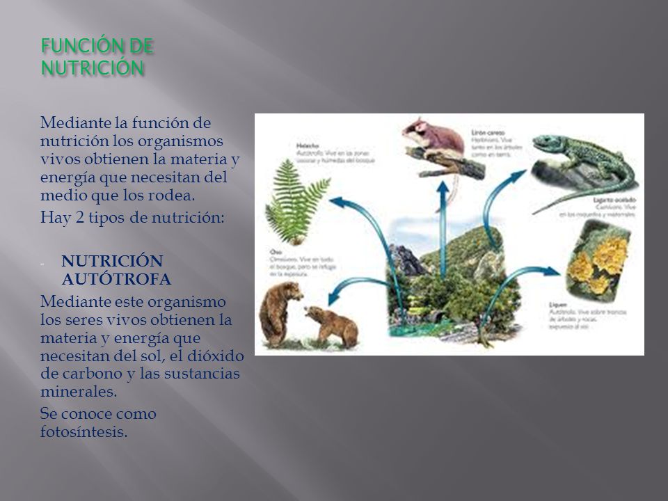FUNCIÓN DE NUTRICIÓN Mediante la función de nutrición los organismos vivos obtienen la materia y energía que necesitan del medio que los rodea.