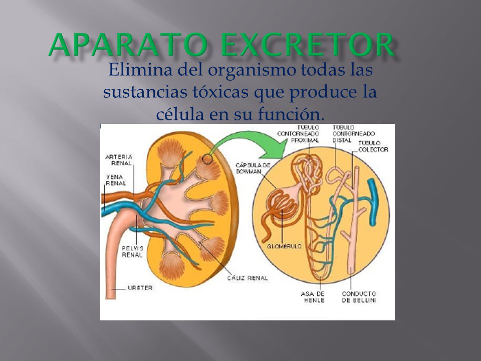 APARATO EXCRETOR Elimina del organismo todas las sustancias tóxicas que produce la célula en su función.