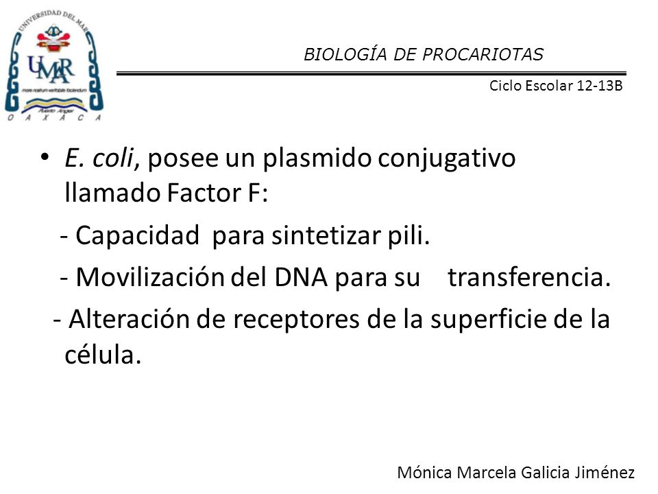 E. coli, posee un plasmido conjugativo llamado Factor F: