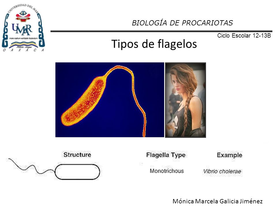 Tipos de flagelos BIOLOGÍA DE PROCARIOTAS