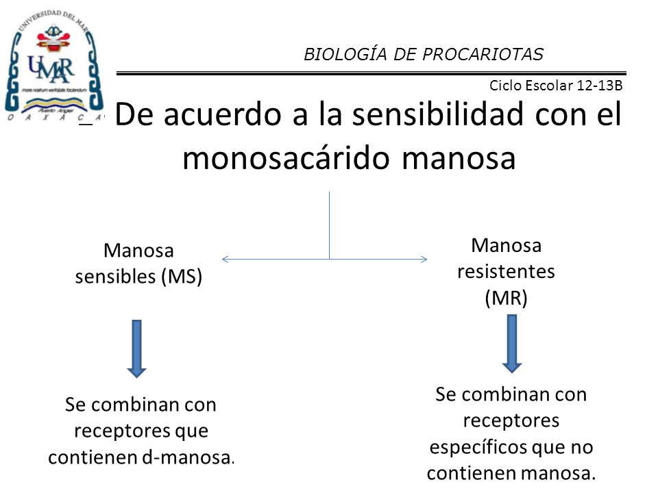 1- De acuerdo a la sensibilidad con el monosacárido manosa