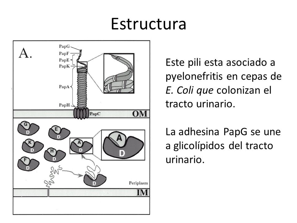 Estructura Este pili esta asociado a pyelonefritis en cepas de E. Coli que colonizan el tracto urinario.