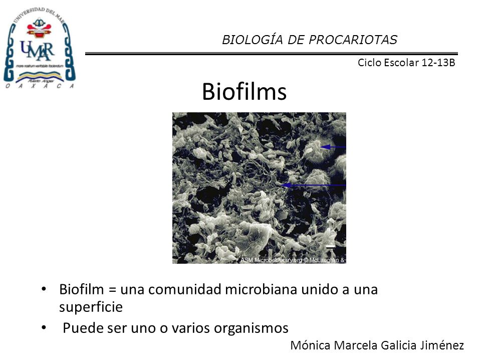 Biofilms Biofilm = una comunidad microbiana unido a una superficie