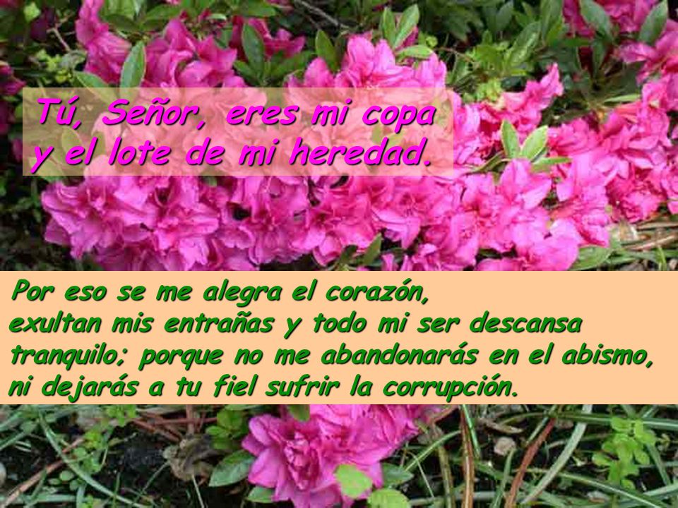 Tú, Señor, eres mi copa y el lote de mi heredad.