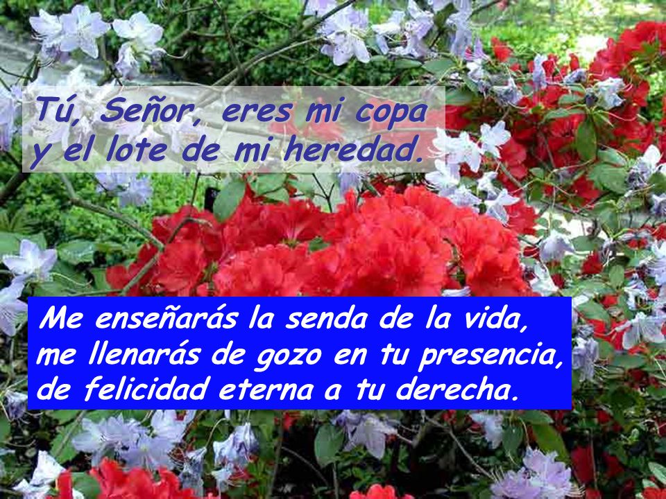Tú, Señor, eres mi copa y el lote de mi heredad.
