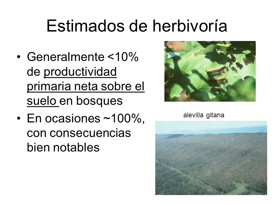 Estimados de herbivoría