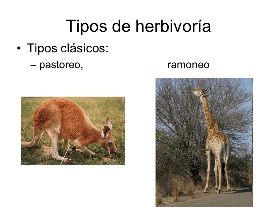 Tipos de herbivoría Tipos clásicos: pastoreo, ramoneo