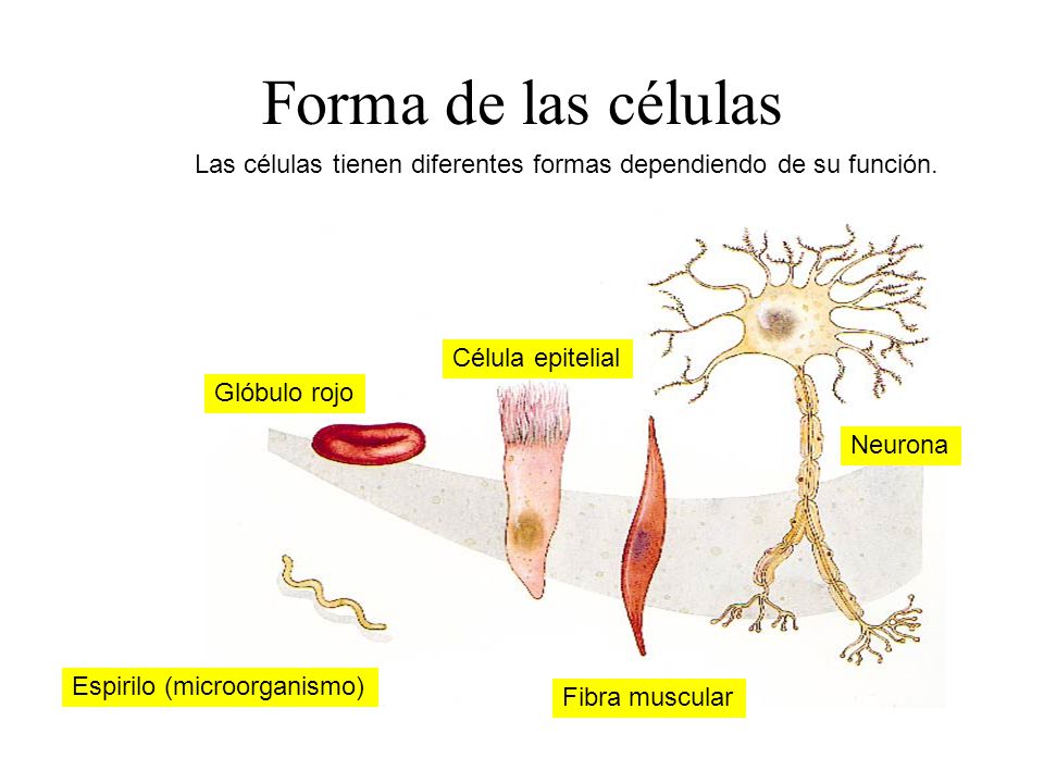 Las células tienen diferentes formas dependiendo de su función.