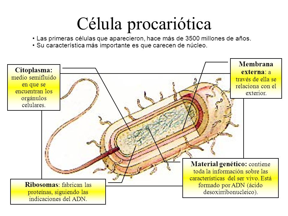 Célula procariótica Las primeras células que aparecieron, hace más de 3500 millones de años.