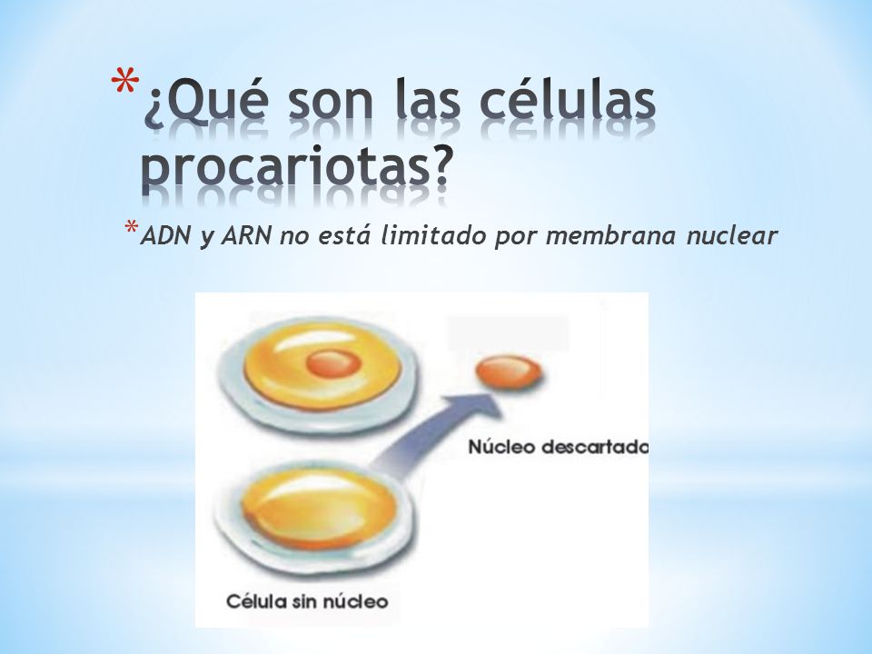 ¿Qué son las células procariotas