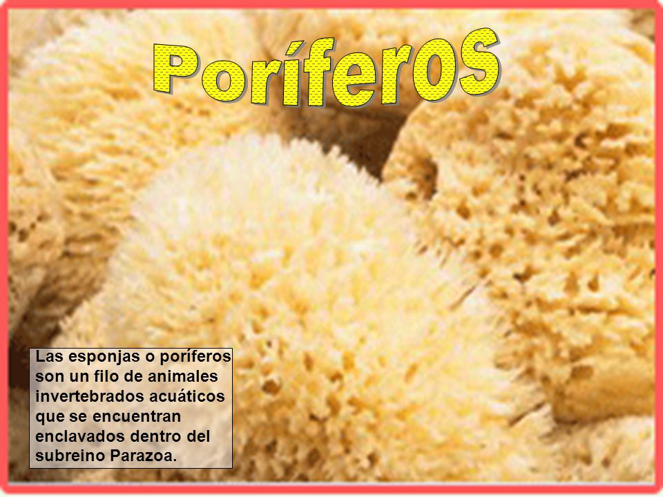 Poríferos Las esponjas o poríferos son un filo de animales invertebrados acuáticos que se encuentran enclavados dentro del subreino Parazoa.