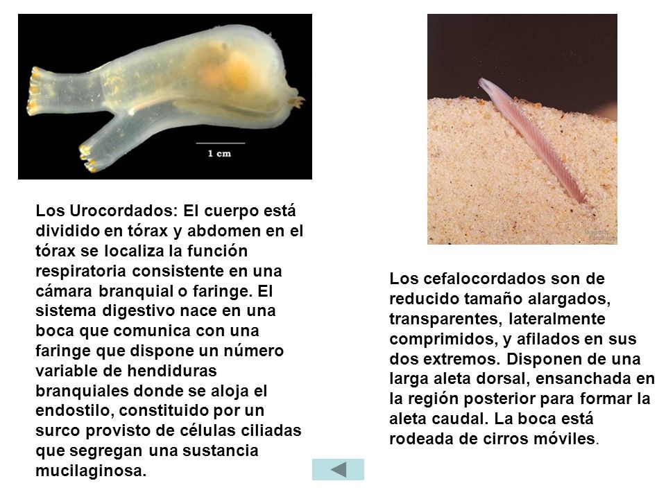 Los Urocordados: El cuerpo está dividido en tórax y abdomen en el tórax se localiza la función respiratoria consistente en una cámara branquial o faringe. El sistema digestivo nace en una boca que comunica con una faringe que dispone un número variable de hendiduras branquiales donde se aloja el endostilo, constituido por un surco provisto de células ciliadas que segregan una sustancia mucilaginosa.
